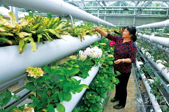 15-3 花卉栽培.JPG.JPG