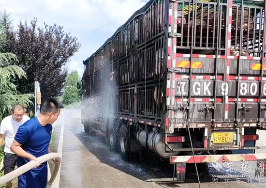 眼見一車生豬被救，長途司機(jī)李師傅終于松了口氣 (2)_副本.jpg