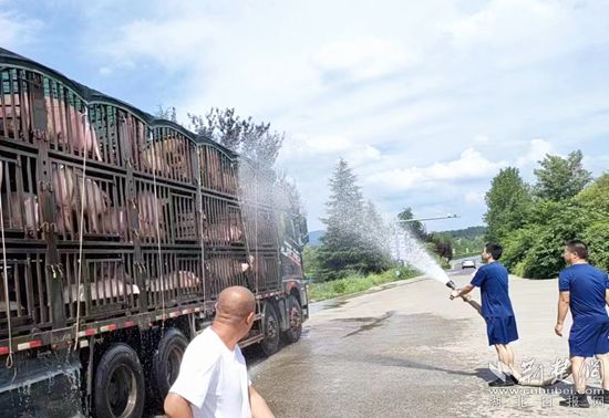眼見一車生豬被救，長途司機(jī)李師傅終于松了口氣 (1)_副本.jpg