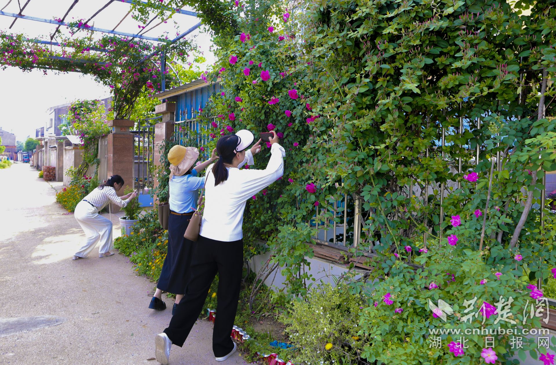 云夢(mèng)縣城關(guān)鎮(zhèn)肖李社區(qū)二里灣村民家的庭院吸引了不少城里的游客前來拍照打卡。.jpg.jpg