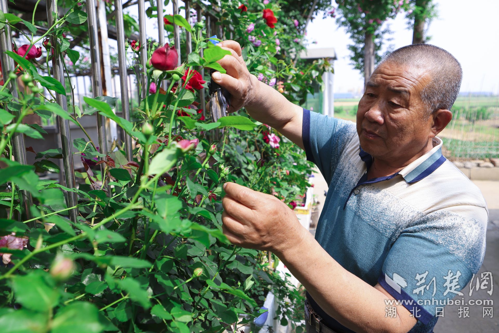 云夢(mèng)縣城關(guān)鎮(zhèn)肖李社區(qū)二里灣村民張福林在給院子圍墻上藤木月季修枝。.jpg.jpg